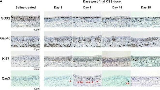 GAP-43 Antibody [Biotin]