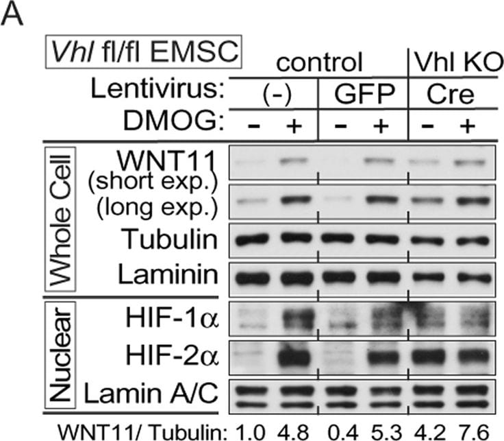 Laminin Antibody