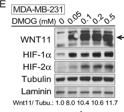 Laminin Antibody