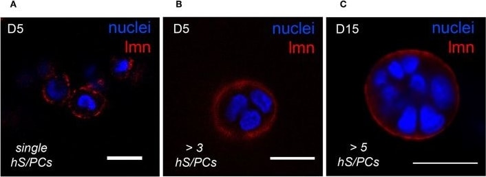 Laminin Antibody