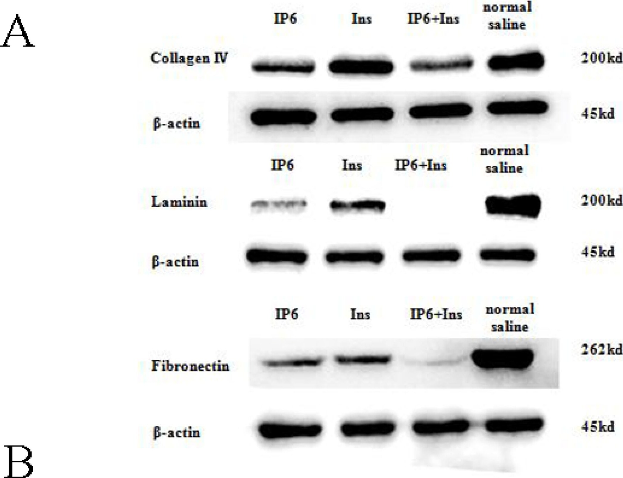 Laminin Antibody