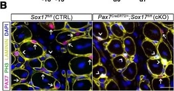 Laminin Antibody [Alexa Fluor® 647]