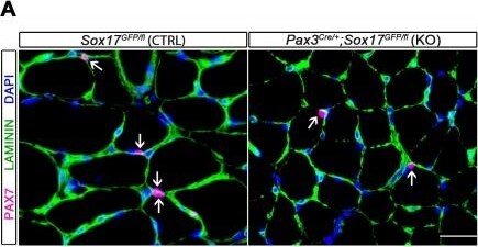 Laminin Antibody [Alexa Fluor® 647]