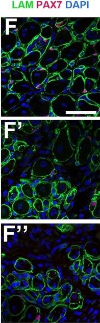 Laminin Antibody [Alexa Fluor® 647]