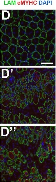 Laminin Antibody [Alexa Fluor® 647]