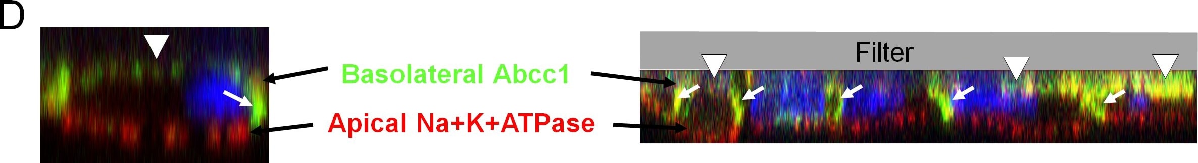 Sodium Potassium ATPase Alpha 1 Antibody (464.6)