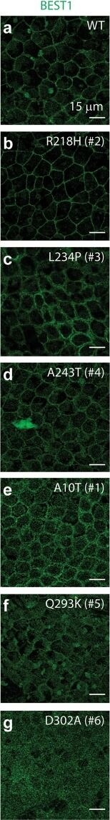 Bestrophin 1 Antibody (E6-6) - BSA Free
