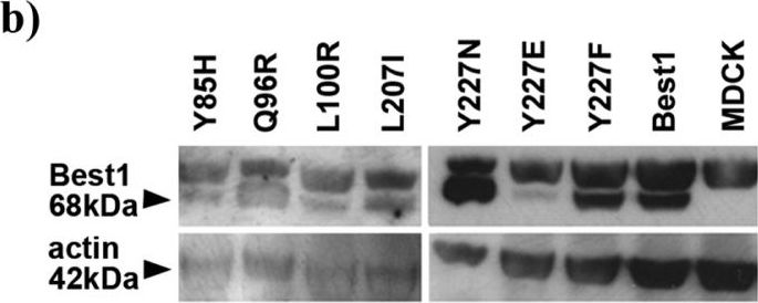 Bestrophin 1 Antibody (E6-6) - BSA Free