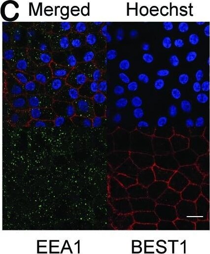 Bestrophin 1 Antibody (E6-6) - BSA Free