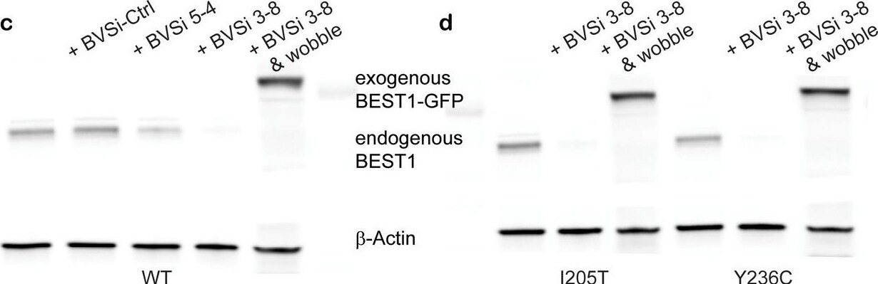 Bestrophin 1 Antibody (E6-6) - BSA Free