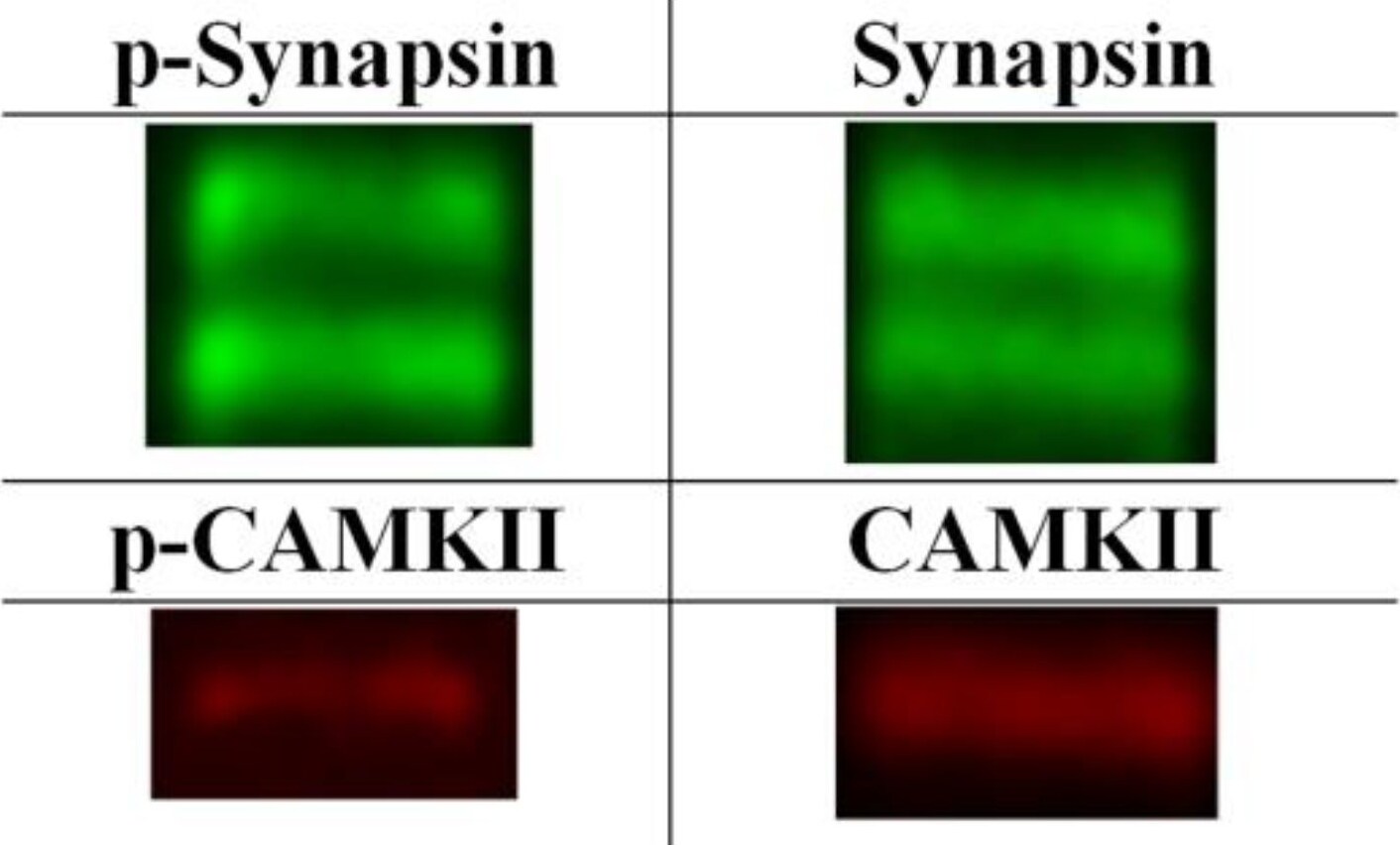 Synapsin I [p Ser603] Antibody