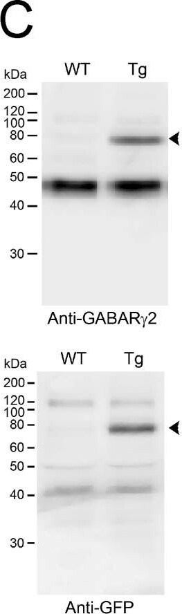GABA-A R gamma 2 Antibody