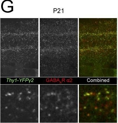 GABA-A R gamma 2 Antibody