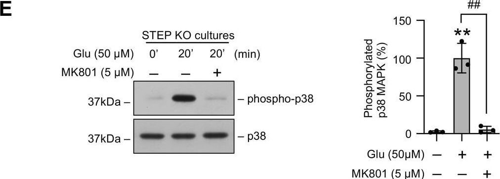 STEP Antibody (23E5) - BSA Free