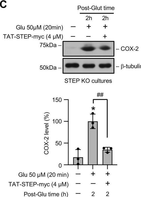 STEP Antibody (23E5) - BSA Free