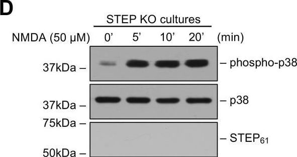 STEP Antibody (23E5) - BSA Free