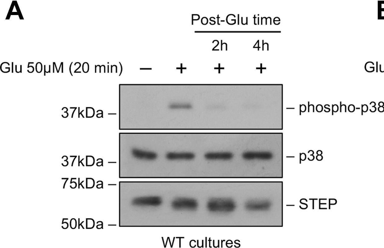 STEP Antibody (23E5) - BSA Free