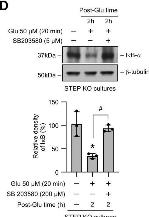 STEP Antibody (23E5) - BSA Free