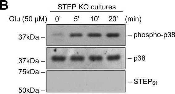 STEP Antibody (23E5) - BSA Free