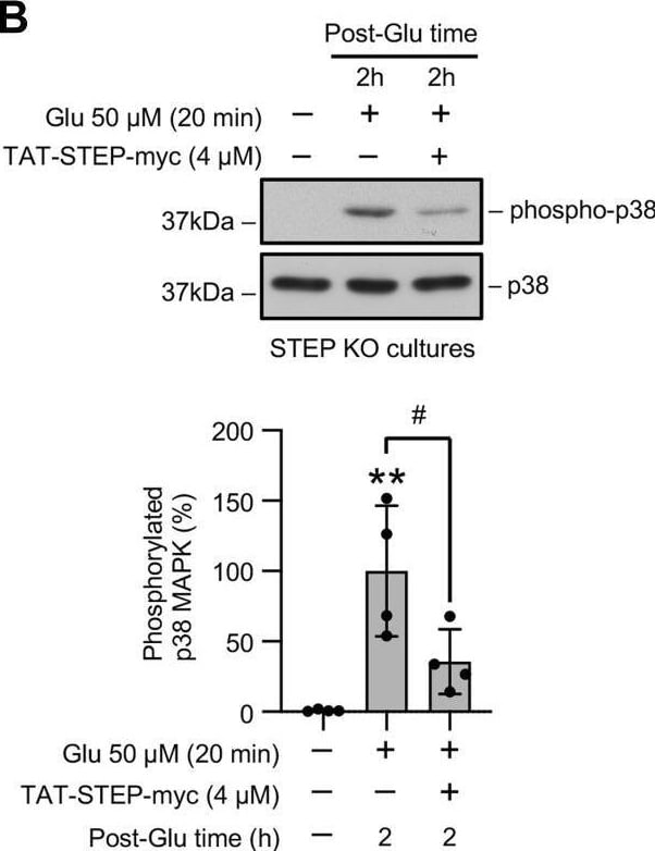 STEP Antibody (23E5) - BSA Free