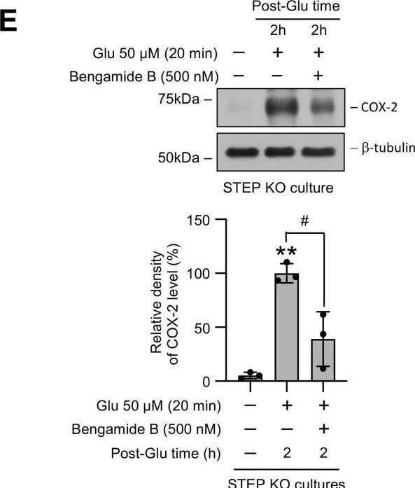 STEP Antibody (23E5) - BSA Free