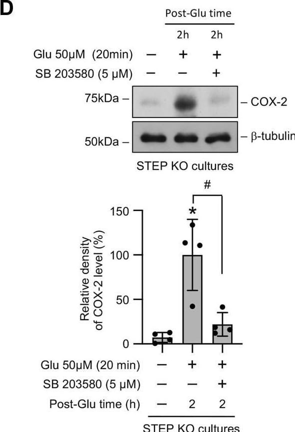 STEP Antibody (23E5) - BSA Free