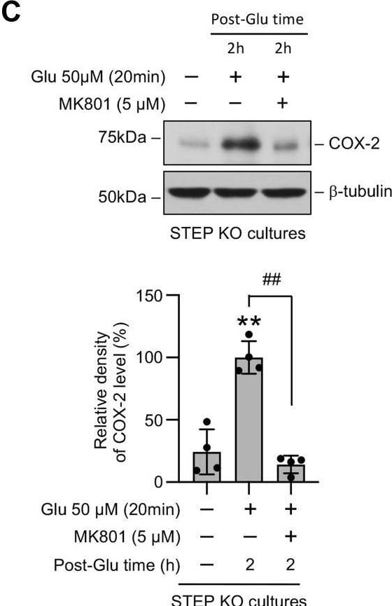 STEP Antibody (23E5) - BSA Free