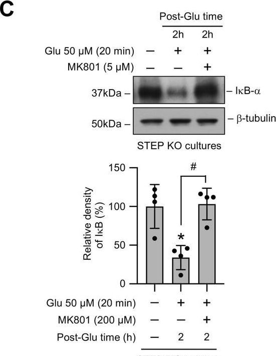STEP Antibody (23E5) - BSA Free