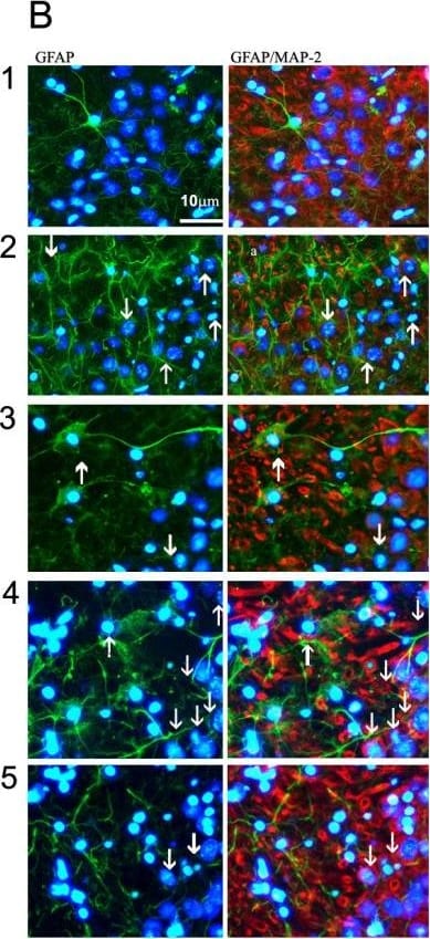 MAP2 Antibody