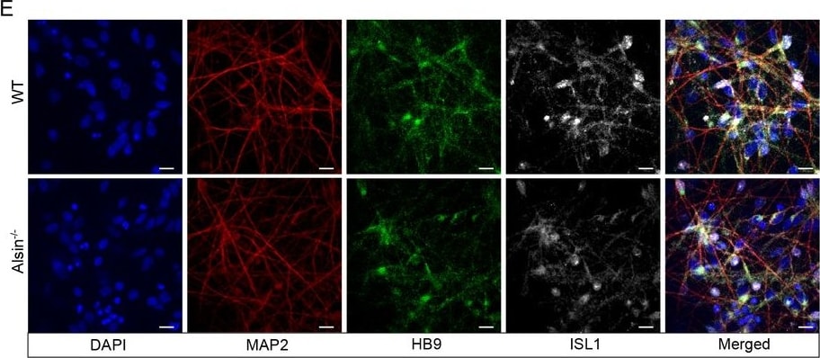 MAP2 Antibody