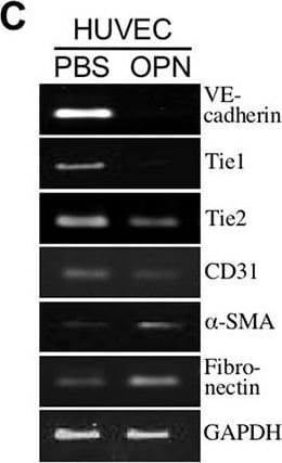 GAPDH Antibody (1D4)
