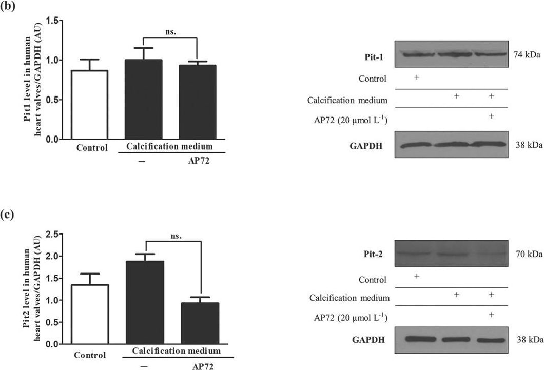 GAPDH Antibody (1D4)