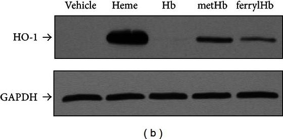 GAPDH Antibody (1D4)