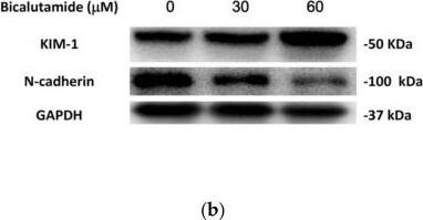 GAPDH Antibody (1D4)