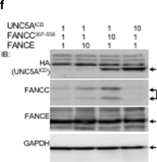GAPDH Antibody (1D4)
