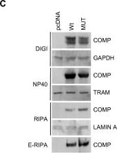 GAPDH Antibody (1D4)