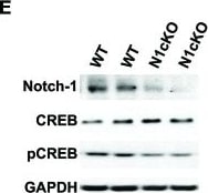 GAPDH Antibody (1D4)