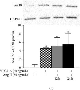 GAPDH Antibody (1D4)