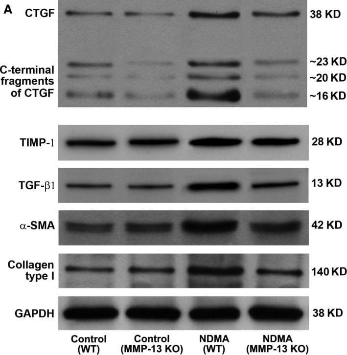 GAPDH Antibody (1D4)