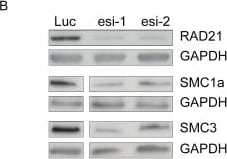 GAPDH Antibody (1D4)