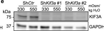 GAPDH Antibody (1D4)