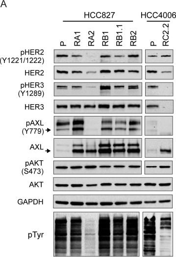 GAPDH Antibody (1D4)