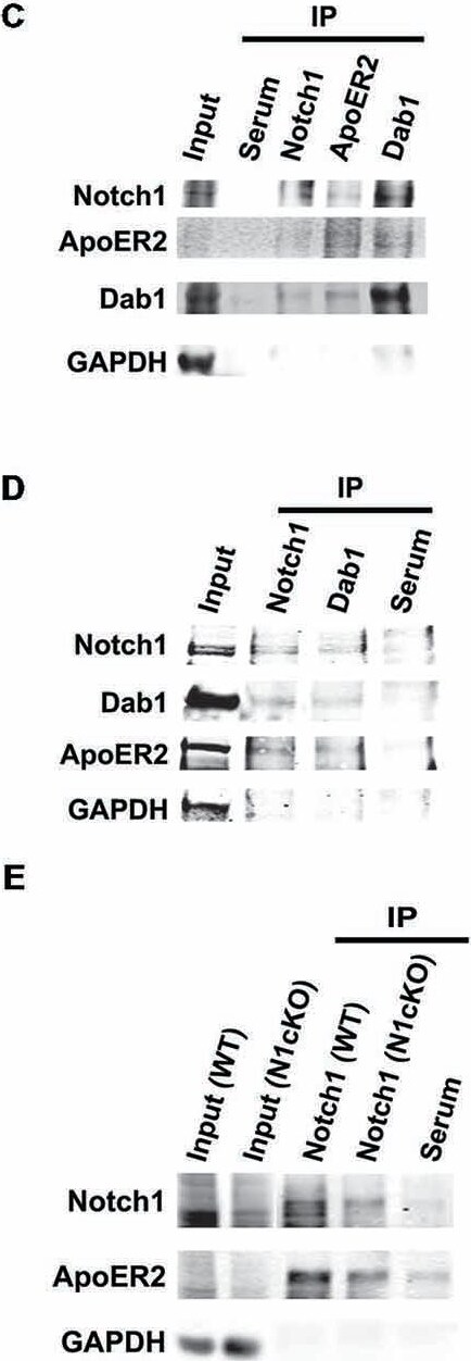 GAPDH Antibody (1D4)