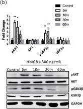 GAPDH Antibody (1D4)