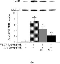 GAPDH Antibody (1D4)