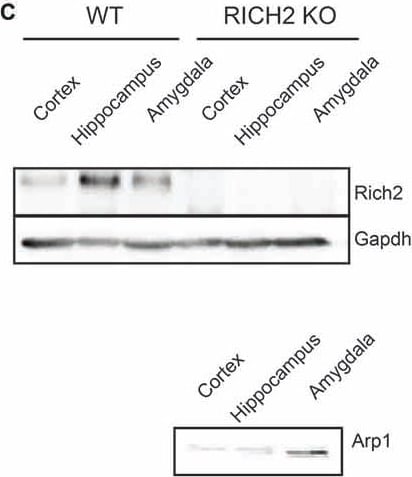 GAPDH Antibody (1D4)