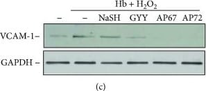 GAPDH Antibody (1D4)