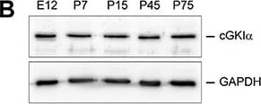 GAPDH Antibody (1D4)