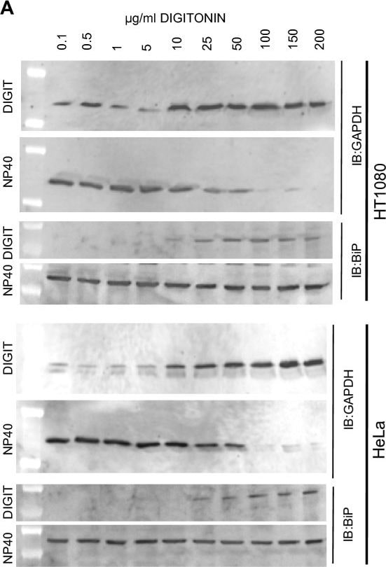 GAPDH Antibody (1D4)