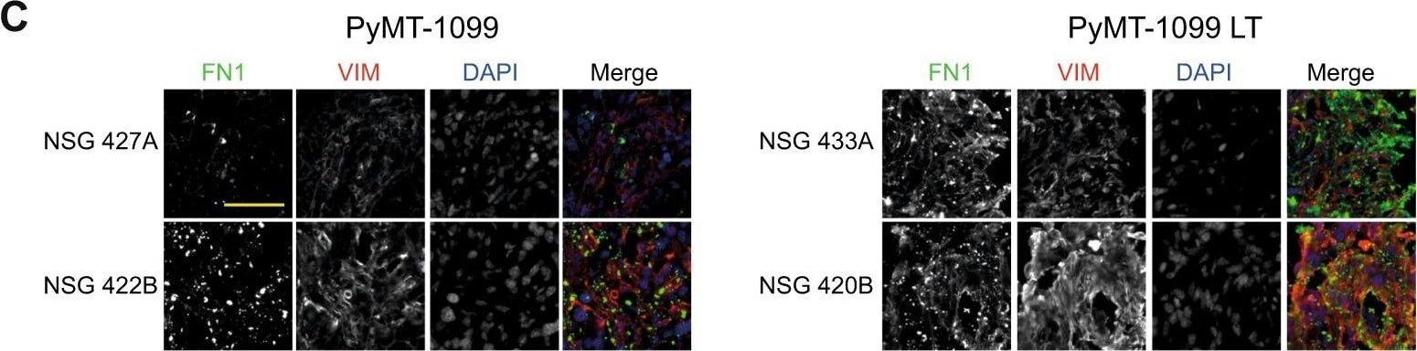 Vimentin Antibody